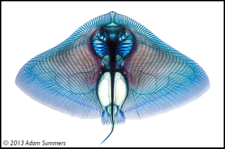 Illustration for article titled Check Out These Pigmented Fish, Like Creatures Made from Neon Lights